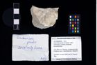 Foto (Objekt + Etikett) von Eodromites grandis (von Meyer, 1857)  (NHMW-GEO-2017-0089-0040)